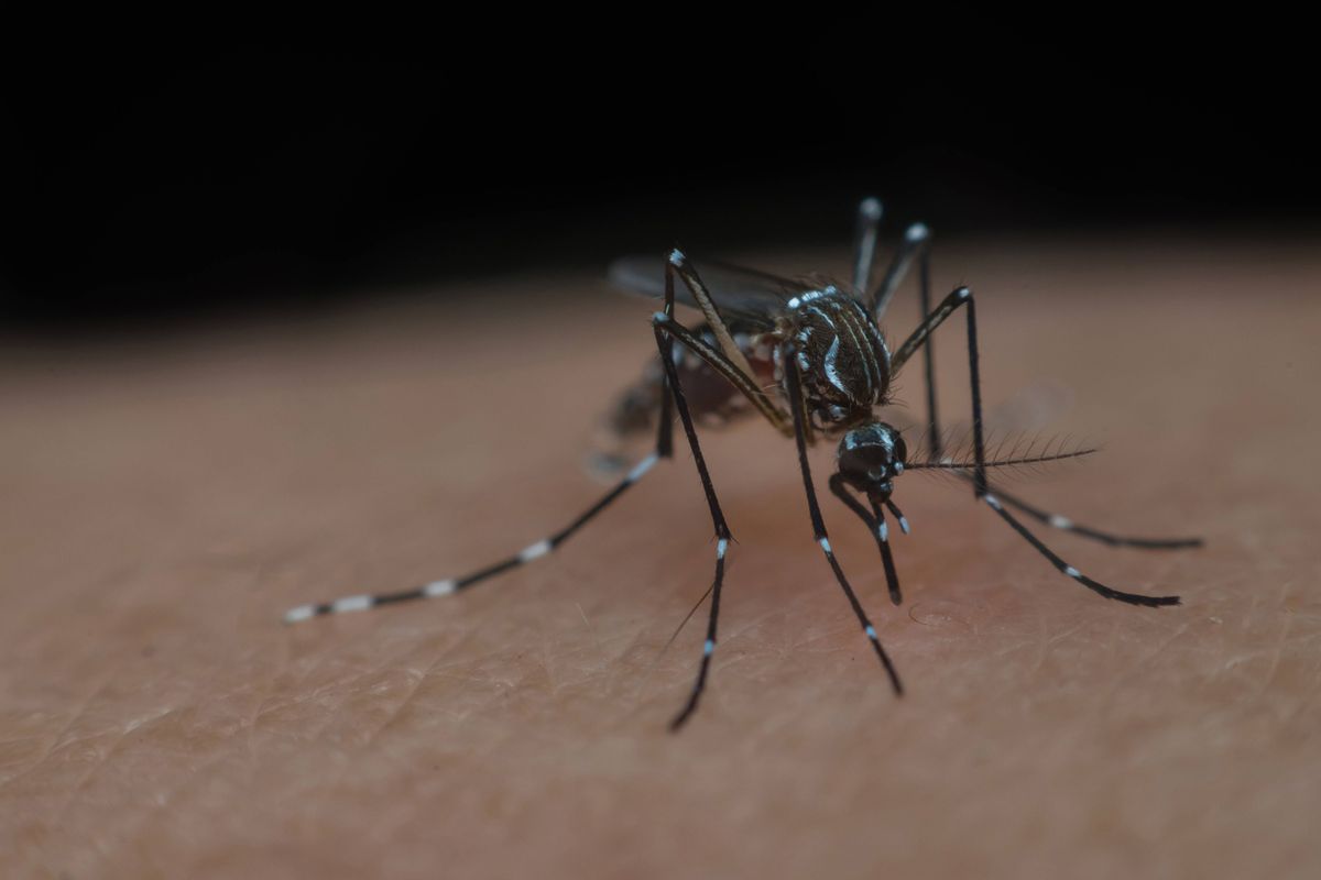 気候変動は、殺人者の蚊の生活を簡単にします